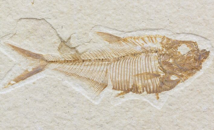 Bargain Diplomystus Fossil Fish - Wyoming #42485